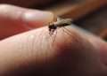 Best Home Mosquito Solutions: Follow These Tips