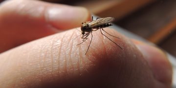 Best Home Mosquito Solutions: Follow These Tips